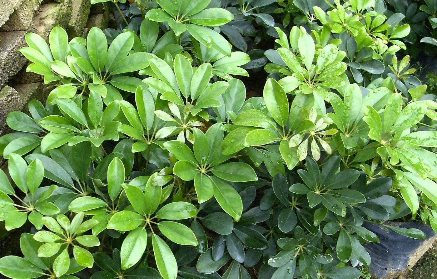 menh-moc-hop-cay-gi (6).jpg